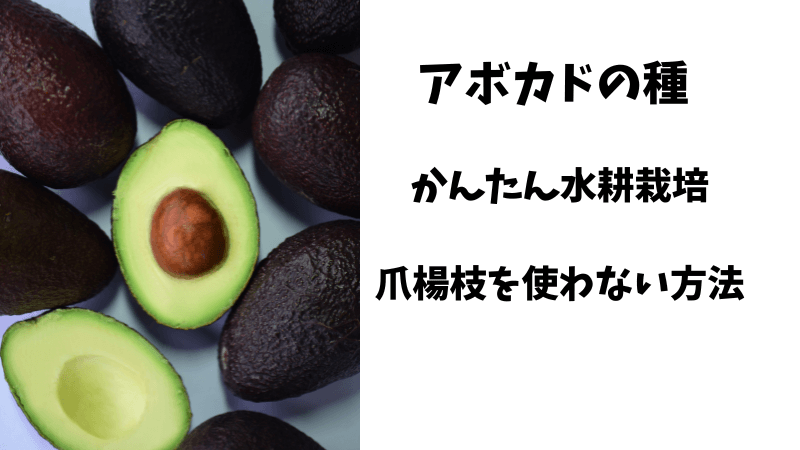 アボカドの種を水耕栽培するとき爪楊枝を使わない簡単な方法